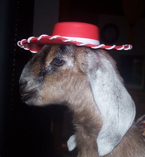 A goat in a hat? by CCRider345 on DeviantArt