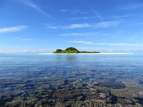 New study shows parrotfish are critical to coral reef island building