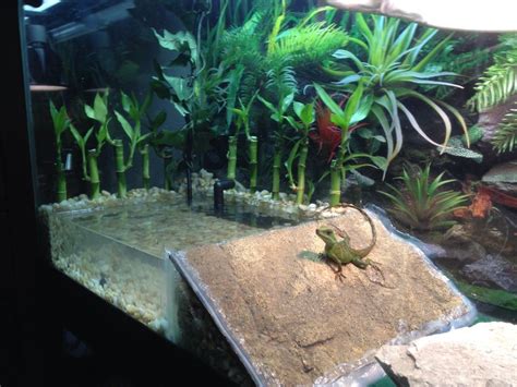 Updating the Chinese Water Dragon Enclosure | Chinese water dragon ...