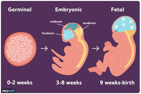 The Prenatal Development: Three Stages | Free Essay Example