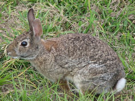 Wild Life – Indiana Dunes National Park