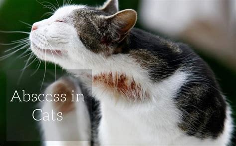 Abscess in Cats - Cat-World