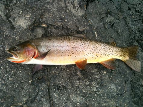 Litton's Fishing Lines: Yellowstone River Cutthroat and Other Trout