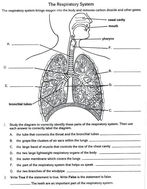 Respiratory System Grade 5 Worksheets