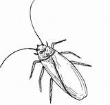 Martina The Beautiful Cockroach Coloring Pages sketch template