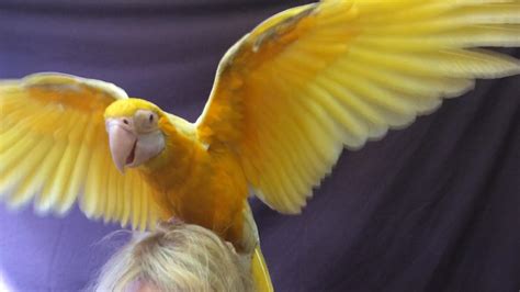 Coast’s real macaw on cloud nine | Gold Coast Bulletin