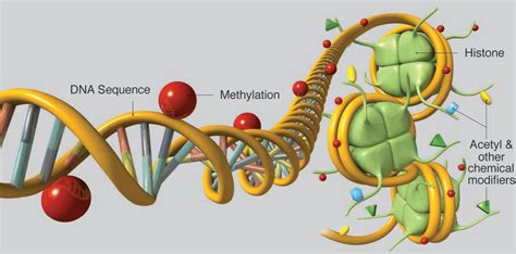 La metilazione del DNA influenza le patologie? Nuovi studi lo ...