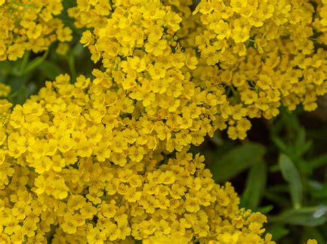 Basket-Of-Gold Plant Care - How To Grow Basket-Of-Gold Flowers