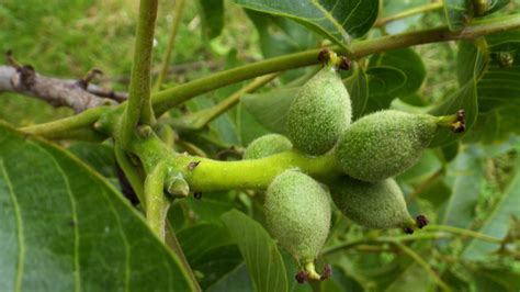 Juglans (Juglandaceae) image 84061 at PhytoImages.siu.edu