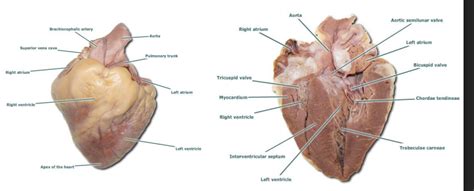 Sheep heart Diagram | Quizlet