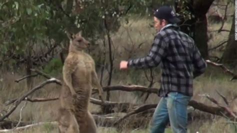 Video shows man punch kangaroo to save his dog - CNN Video