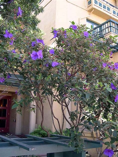 Tibouchina tree – Artofit