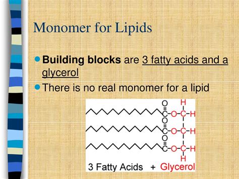 What Is Lipid Monomer