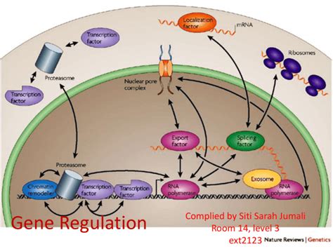 Gene Regulation