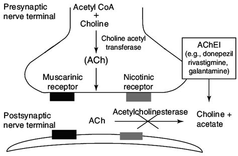 Acetylcholinesterase inhibitors: mechanisms of action... | Download Scientific Diagram