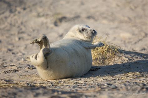 Helgoland 2014 – Gray Seal Experience – JSB Photography