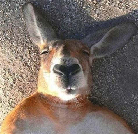 kangaroo taking selfies Image - ID: 9414 - Image Abyss