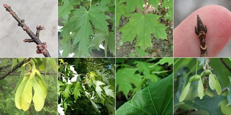 Silver Maple vs Sugar Maple: Identification - bplant.org