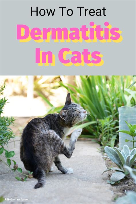 How To Treat Allergic Dermatitis In Cats - IRUBJO