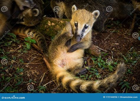 A Cute Coati in Iguazu Falls Stock Photo - Image of iguazu, falls: 172144256