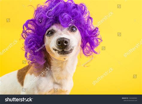 1,556 Weird dog Images, Stock Photos & Vectors | Shutterstock