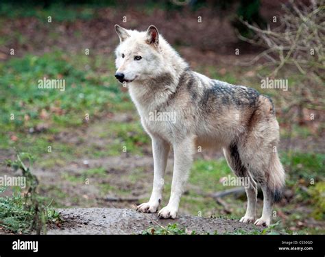 Canadian Wolf Size