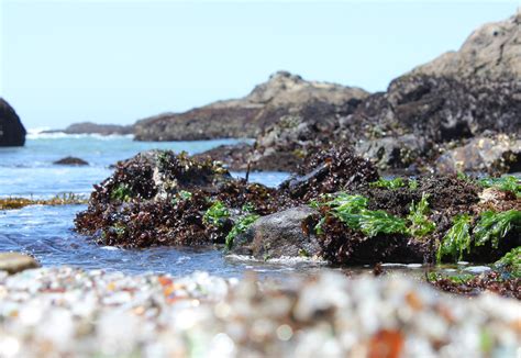 Glass Beach, Mendocino California - Virtual University of Pakistan