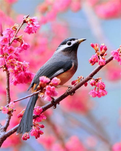 35 Beautiful Photos Of Natural Animals — Smashing Magazine