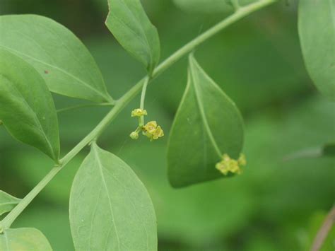 Paral (in Kannada) | Santalaceae (sandalwood family) » Osyri… | Flickr