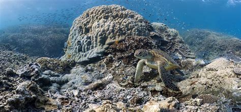 The discovery of a coral reef off the Galapagos | Local travel agency ...