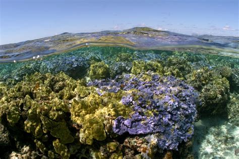 Papahānaumokuākea | National Marine Sanctuary Foundation