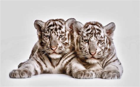 White Tiger Cubs Background