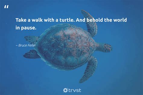 18 Turtle Quotes Inspiring us to Reflect on a Turtle's Way of Life