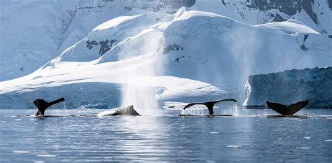 Wildlife in Antarctica - Incredible Close-Up Encounters