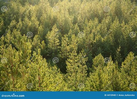 Fir tree forest stock photo. Image of sunny, sunshine - 4410940