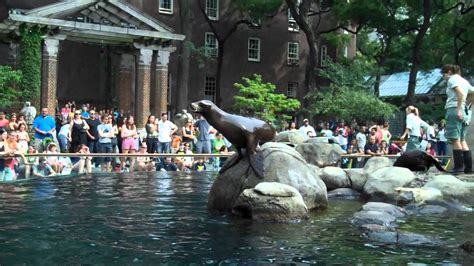 Central Park Zoo, NY || Sea Lion Feeding & Show Time - YouTube