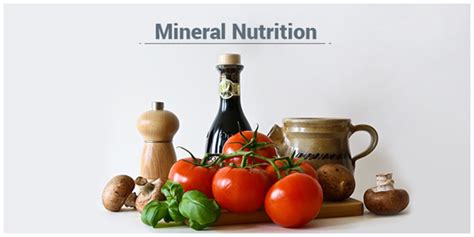 Mineral Nutrition- Types, Functions and its Importance in Plants