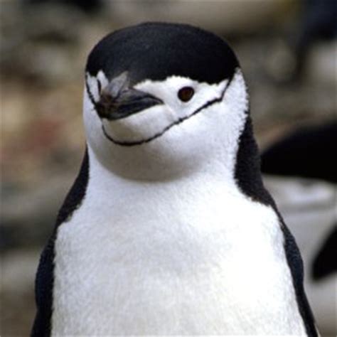 Chinstrap Penguin - Animal Facts and Information