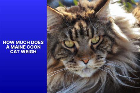 What Is the Average Maine Coon Cat Weight? Expert Answers and Tips ...