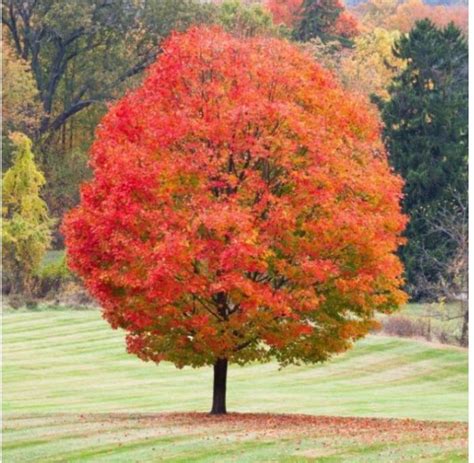 sugar maple tree - west virginia’s state tree | Belos jardins, Paisagismo de jardim pequeno ...