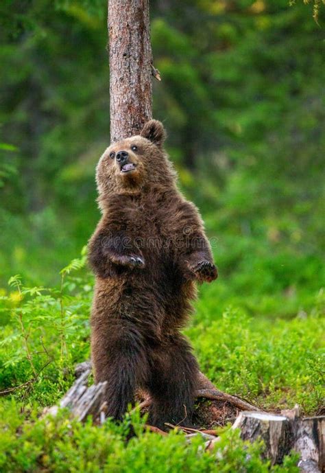 Brown Bear Stands Near a Tree in Funny Poses Against the Background of the Forest. Stock Image ...