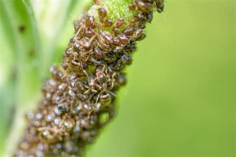 Ants and Aphids Photograph by Alain De Maximy - Pixels