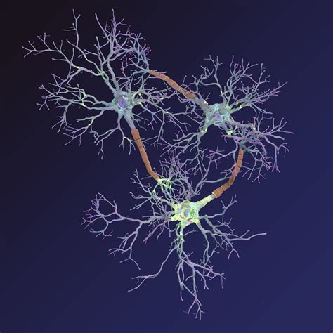 neurons synapses myelin c4d