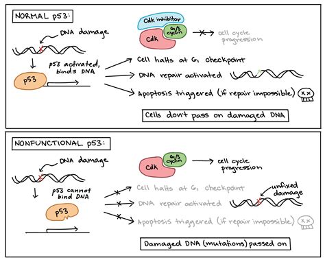 Programmed cell death & Cancer biology | The Biology of Sex and Death ...