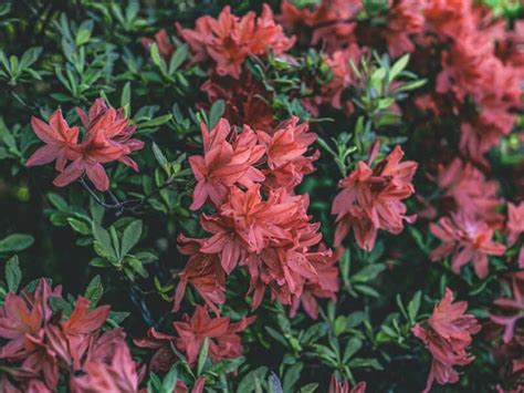 Fertilizing Azaleas - How, When, and What to Feed Your Azalea Bushes ...