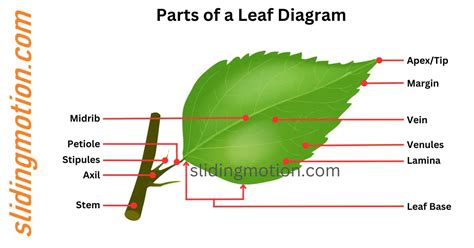 Ultimate Guide on Parts of a Leaf: Names, Functions & Diagram