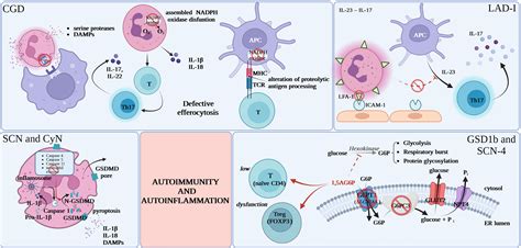 Frontiers | The paradox of autoimmunity and autoinflammation in ...