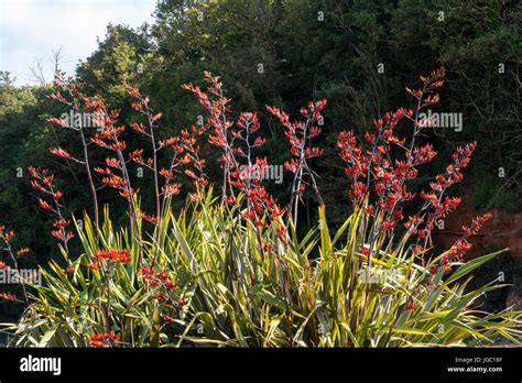 A large phormium tenax variagata in full flower at Sidmouth, Devon ...