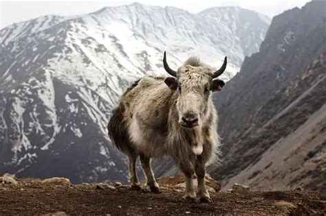 10 Interesting Yak Facts | My Interesting Facts