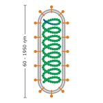 Viruses, Bacteria, and Epidemiology | Biology I Laboratory Manual